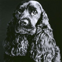 Amparo Garrido. Sin ttulo n.8 (Serie sobre perros, la mirada y el deseo)