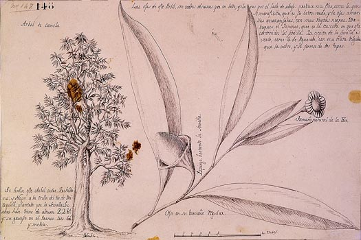 Árbol de la canela 